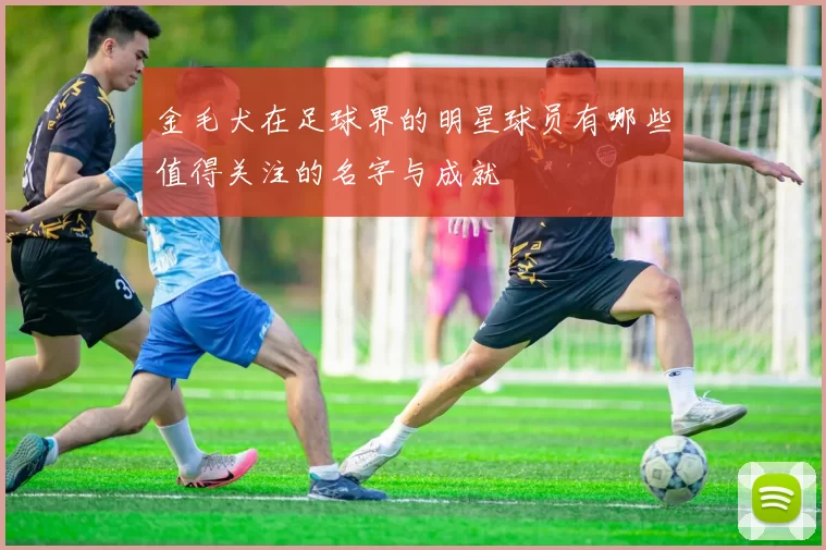 金毛犬在足球界的明星球员有哪些值得关注的名字与成就